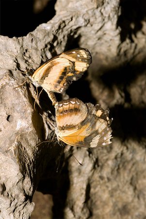 simsearch:625-01745451,k - Close-up of butterflies mating on a rock Stock Photo - Premium Royalty-Free, Code: 625-01745492