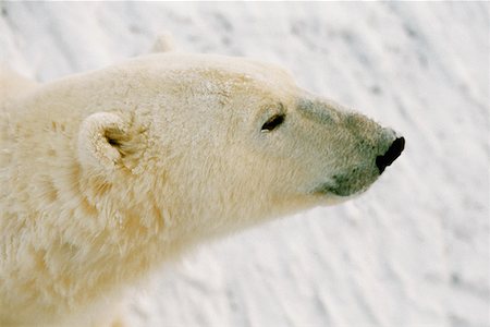 polar climate - Close-up of a Polar bear (Ursus Maritimus) Stock Photo - Premium Royalty-Free, Code: 625-01745501