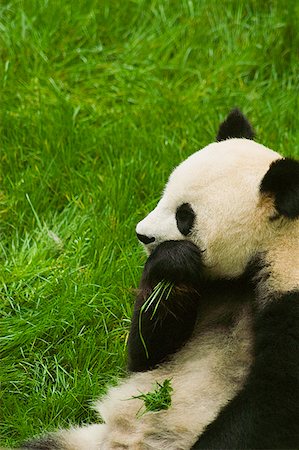 pandas nobody - Close-up of a panda (Alluropoda melanoleuca) eating grass Stock Photo - Premium Royalty-Free, Code: 625-01745512