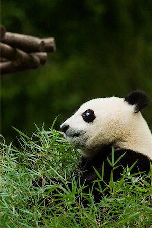 panda bear - Side profile of a panda (Alluropoda melanoleuca) sitting in a field Stock Photo - Premium Royalty-Free, Code: 625-01745527