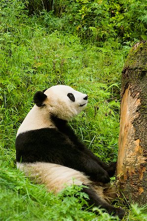 pandas sitting on grass - Close-up of a panda (Alluropoda melanoleuca) sitting in a forest Stock Photo - Premium Royalty-Free, Code: 625-01745521