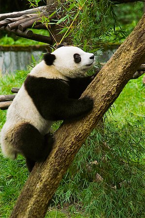 panda bear - Side profile of a panda (Alluropoda melanoleuca) climbing a tree trunk Stock Photo - Premium Royalty-Free, Code: 625-01745536