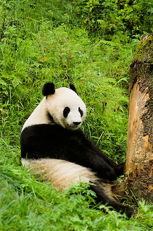 pandas sitting on grass - Close-up of a panda (Alluropoda melanoleuca) sitting in a forest Stock Photo - Premium Royalty-Free, Code: 625-01745530