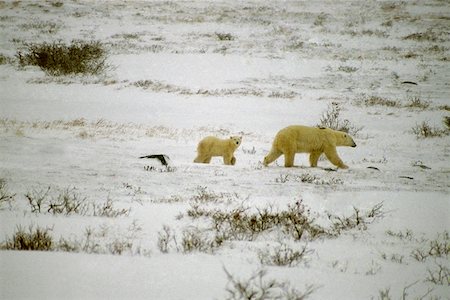 Side profile of a Polar bear (Ursus Maritimus) walking with its cub Stock Photo - Premium Royalty-Free, Code: 625-01745546