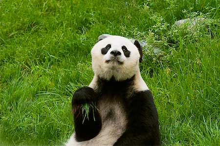 pandas sitting on grass - Close-up of a panda (Alluropoda melanoleuca) Stock Photo - Premium Royalty-Free, Code: 625-01745547