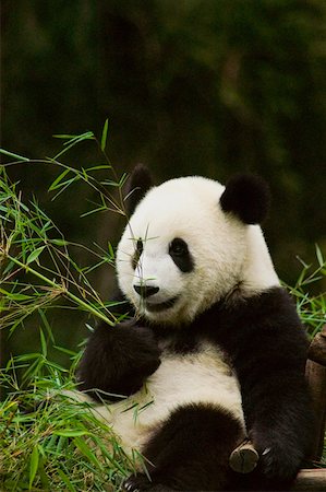 panda bear - Close-up of a panda (Alluropoda melanoleuca) holding bamboo plant Stock Photo - Premium Royalty-Free, Code: 625-01745548