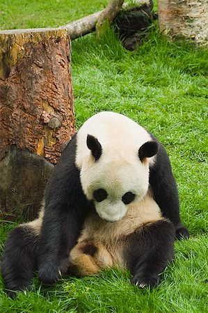 pandas nobody - Close-up of a panda (Alluropoda melanoleuca) sitting in a field Stock Photo - Premium Royalty-Free, Code: 625-01745549