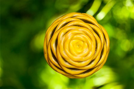 spiral nature - Close-up of a flower in a botanical garden, Hawaii Tropical Botanical Garden, Hilo, Big Island, Hawaii Islands, USA Stock Photo - Premium Royalty-Free, Code: 625-01745621