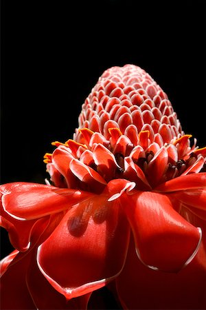 Close-up of a flower in a botanical garden, Hawaii Tropical Botanical Garden, Hilo, Big Island, Hawaii Islands, USA Foto de stock - Sin royalties Premium, Código: 625-01745646