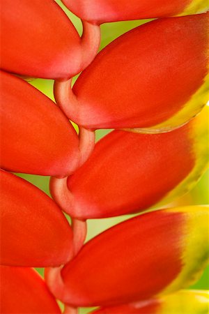 Close-up of red flowers, Hawaii Tropical Botanical Garden, Hilo, Big Island, Hawaii Islands, USA Foto de stock - Sin royalties Premium, Código: 625-01745659