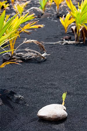 simsearch:625-01745733,k - Coconut on black sand, Kalapana, Big Island, Hawaii Islands, USA Foto de stock - Sin royalties Premium, Código: 625-01745681