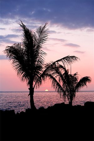 simsearch:625-01098372,k - Silhouette of trees at dusk, Pakini Nui Wind Project, South Point, Big Island, Hawaii Islands USA Stock Photo - Premium Royalty-Free, Code: 625-01745698
