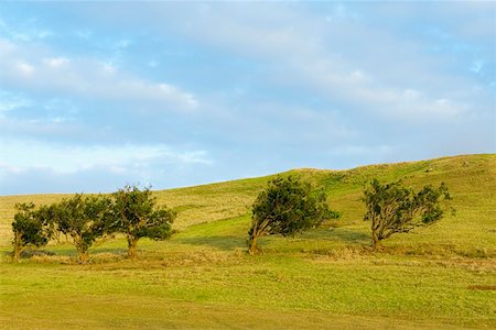 simsearch:625-01745745,k - Trees in a field, Pakini Nui Wind Project, South Point, Big Island, Hawaii Islands, USA Foto de stock - Royalty Free Premium, Número: 625-01745716