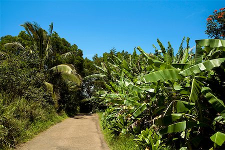 simsearch:625-01745721,k - Trees on both sides of a road, Maui, Hawaii Islands, USA Fotografie stock - Premium Royalty-Free, Codice: 625-01745721