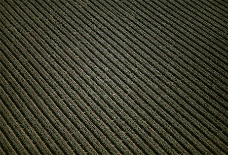 simsearch:625-01745887,k - Aerial of red leaf lettuce field Foto de stock - Sin royalties Premium, Código: 625-01745869