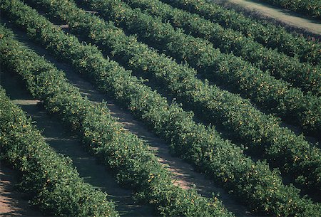 simsearch:625-01745887,k - Aerial of orange groves, Florida Fotografie stock - Premium Royalty-Free, Codice: 625-01745877