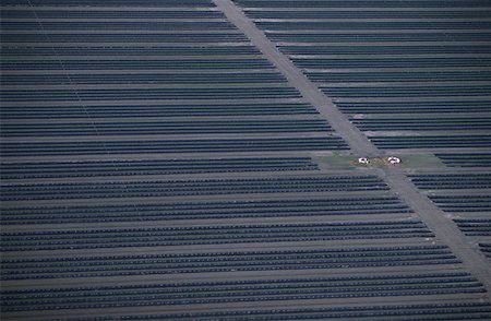 simsearch:625-01745887,k - Aerial of strawberry farm, Florida Fotografie stock - Premium Royalty-Free, Codice: 625-01745892