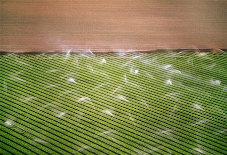 Spray irrigation of vegetable crops Foto de stock - Sin royalties Premium, Código: 625-01745893