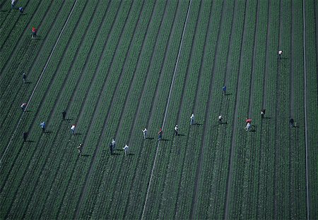 simsearch:625-01745887,k - Farm workers weeding a lettuce field Fotografie stock - Premium Royalty-Free, Codice: 625-01745975