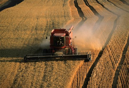 Harvesting golden wheat, Washington state Stock Photo - Premium Royalty-Free, Code: 625-01745972