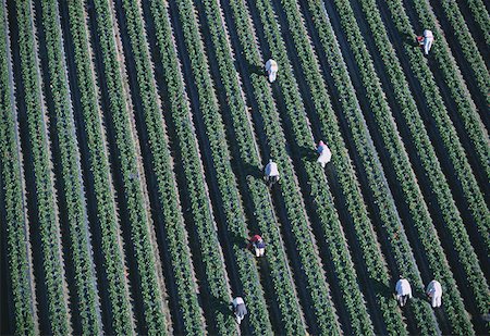 strawberry field - Workers harvesting strawberries, Florida Stock Photo - Premium Royalty-Free, Code: 625-01746006