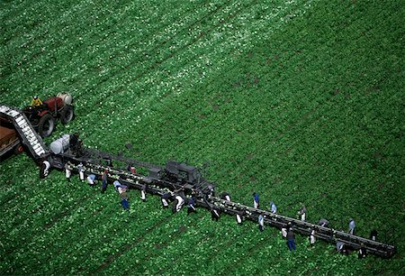 Aerial, harvesting head lettuce Foto de stock - Sin royalties Premium, Código: 625-01746008