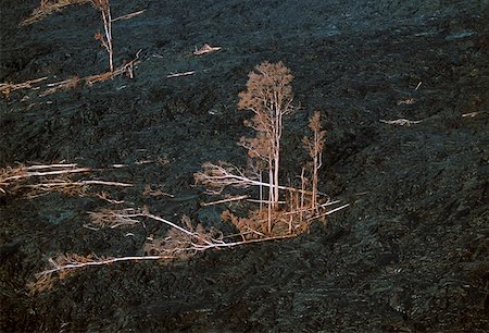 Trees killed by encroaching lava flow, Hawaii Foto de stock - Sin royalties Premium, Código: 625-01746035