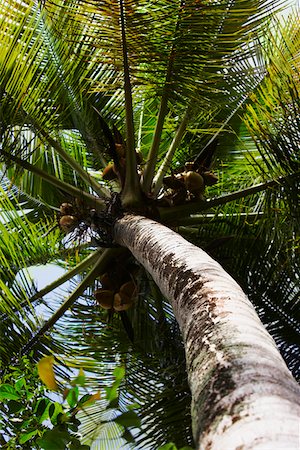 simsearch:625-01747341,k - Low angle view of a Palm tree, Puerto Rico Foto de stock - Sin royalties Premium, Código: 625-01746426