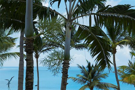 puerto rico beach - Low angle view of Palm trees, Puerto Rico Stock Photo - Premium Royalty-Free, Code: 625-01746793