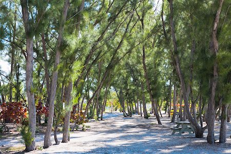 florida forest pictures - Trees in a forest, Fort Zachary Taylor State Park, Key West, Florida, USA Stock Photo - Premium Royalty-Free, Code: 625-01749773