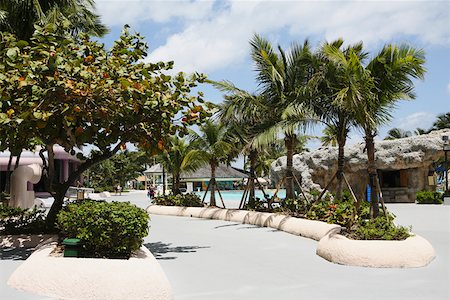 simsearch:625-01749997,k - Palm trees along a path at a tourist resort, Cable Beach, Nassau, Bahamas Foto de stock - Royalty Free Premium, Número: 625-01749991