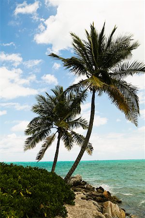 simsearch:625-01749997,k - Palm trees on the beach, Cable Beach, Nassau, Bahamas Foto de stock - Royalty Free Premium, Número: 625-01750026
