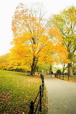 Trees in a park, Central Park, Manhattan, New York City, New York State, USA Stock Photo - Premium Royalty-Free, Code: 625-01750285