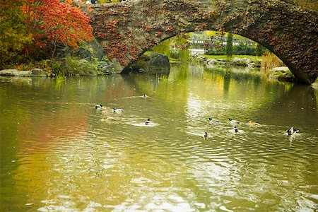 Flock of ducks swimming in water, Central Park, Manhattan, New York City, New York State, USA Foto de stock - Sin royalties Premium, Código: 625-01750343