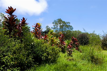 simsearch:625-01745721,k - Trees in a forest, Twin Falls, Maui, Hawaii Islands, USA Fotografie stock - Premium Royalty-Free, Codice: 625-01750948