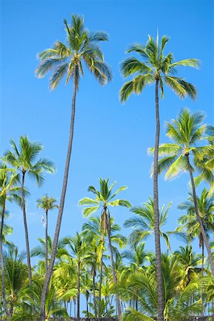 pic palm tree beach big island - Palmiers sur la plage, Puuhonua O Honaunau National Historical Park, Kona Coast, archipel de Big Island, Hawaii, USA Photographie de stock - Premium Libres de Droits, Code: 625-01750941