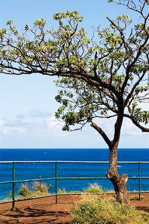 simsearch:625-01751232,k - Tree on the beach, Hookipa Beach, Maui, Hawaii Islands, USA Foto de stock - Sin royalties Premium, Código: 625-01750954