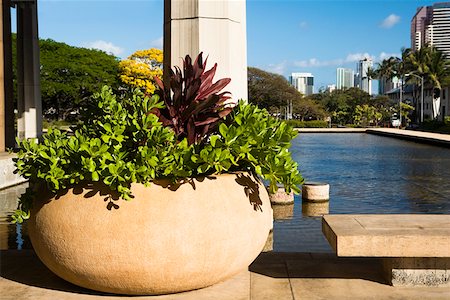 simsearch:625-01751232,k - Close-up of a potted plant at the poolside, Honolulu, Oahu, Hawaii Islands, USA Foto de stock - Sin royalties Premium, Código: 625-01750983