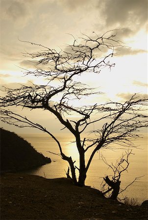 simsearch:625-02927854,k - Silhouette of a tree at sunset, Taganga Bay, Departamento De Magdalena, Colombia Foto de stock - Sin royalties Premium, Código: 625-01751507