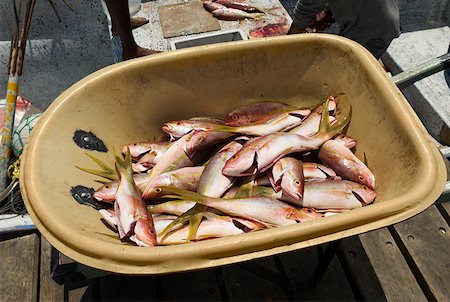 san andres - Dead fish in a container, Lovebird's Bridge, Providencia, Providencia y Santa Catalina, San Andres y Providencia Department, Fotografie stock - Premium Royalty-Free, Codice: 625-01751564