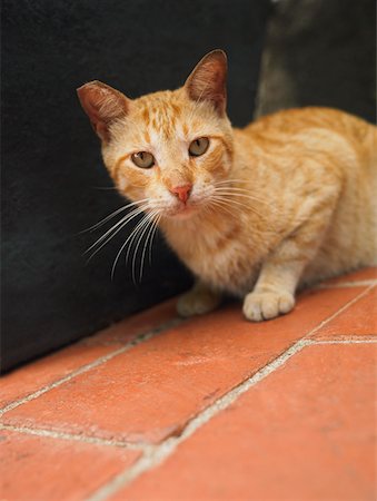 simsearch:625-01753293,k - Close-up of a cat, Old Panama, Panama City, Panama Fotografie stock - Premium Royalty-Free, Codice: 625-01751703