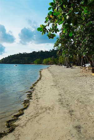 Trees on the beach, South West Bay, Providencia, Providencia y Santa Catalina, San Andres y Providencia Department, Colombia Foto de stock - Sin royalties Premium, Código: 625-01751755