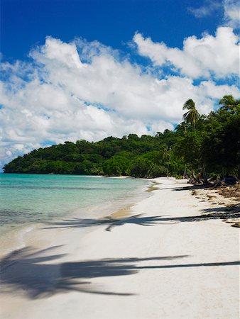 simsearch:625-01094251,k - Shadow of trees on the beach, Providencia, Providencia y Santa Catalina, San Andres y Providencia Department, Colombia Fotografie stock - Premium Royalty-Free, Codice: 625-01751825