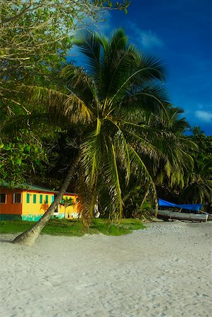 san andres - Palm trees on the beach, Providencia, san Andres, Providencia y Santa Catalina, San Andres y Providencia Department, Fotografie stock - Premium Royalty-Free, Codice: 625-01751823