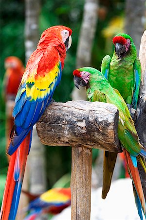 Close-up of three parrots, Cancun Mexico Foto de stock - Sin royalties Premium, Código: 625-01751869