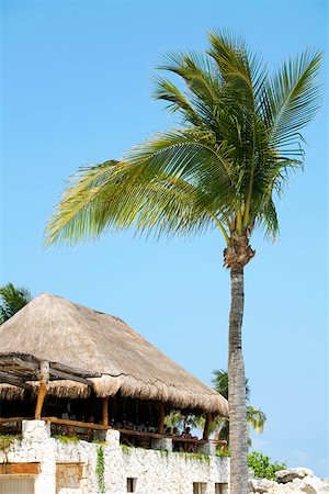 Low angle view of a palm tree in front of a building, Cancun, Mexico Stock Photo - Premium Royalty-Free, Code: 625-01751896