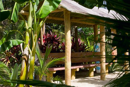 simsearch:625-01749997,k - Banana tree in front of a hut, Roatan, Bay Islands, Honduras Foto de stock - Royalty Free Premium, Número: 625-01751938