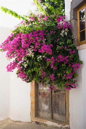 Bougainvillea flowers in front of a door, Patmos, Dodecanese Islands, Greece Stock Photo - Premium Royalty-Free, Code: 625-01752644