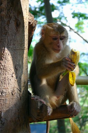 Close-up of a monkey holding a banana, Luang Prabang, Laos Stock Photo - Premium Royalty-Free, Code: 625-01752891