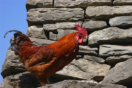 Close-up of a rooster standing, Deorali, Annapurna Range, Himalayas, Nepal Stock Photo - Premium Royalty-Free, Code: 625-01752927